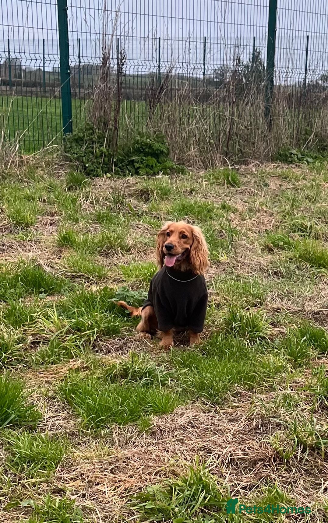 Cocker Spaniel dogs Frankie - Advert 14