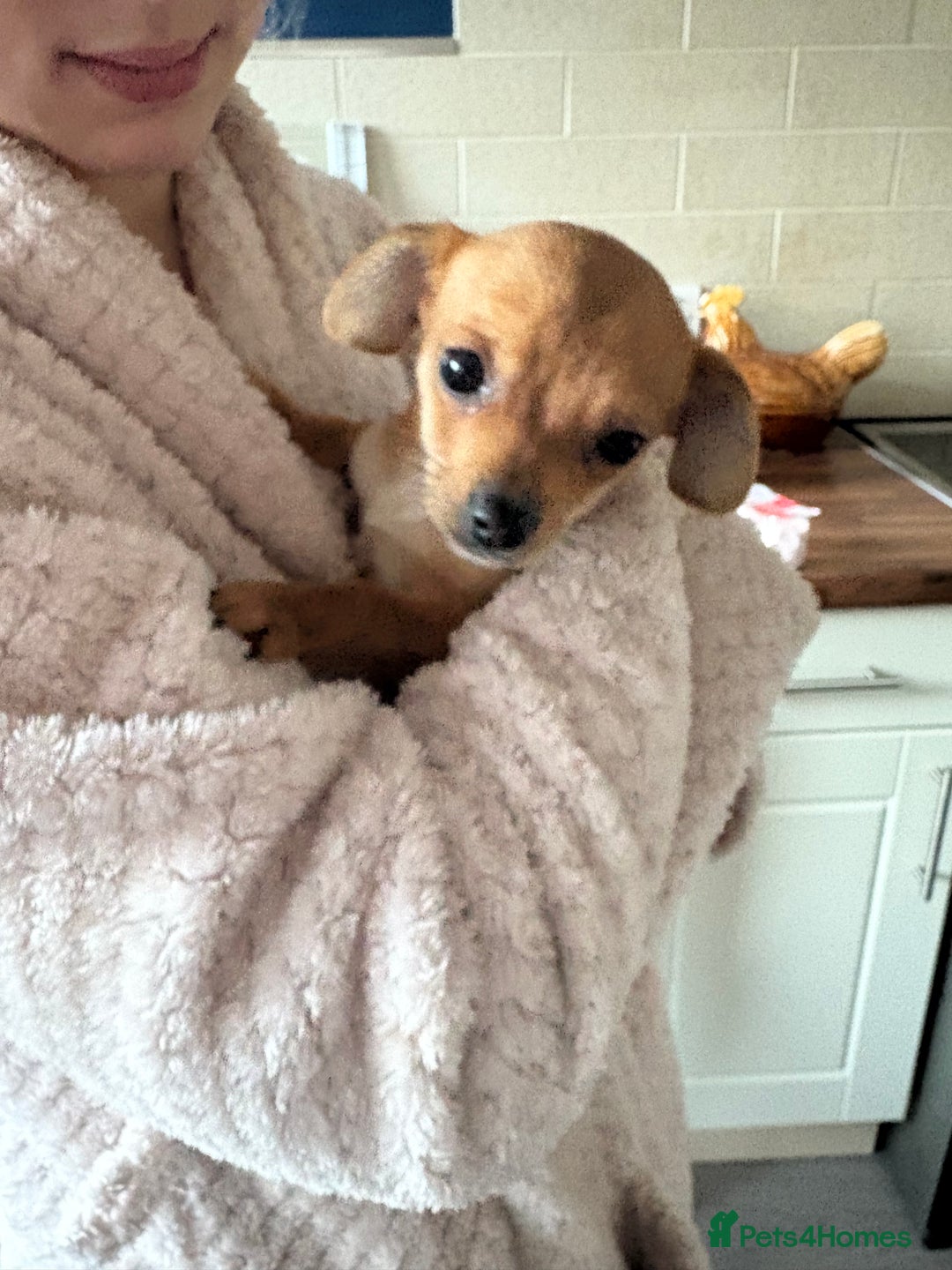 Mixed Breed dogs for sale: 1 beautiful female puppy  - Advert 3