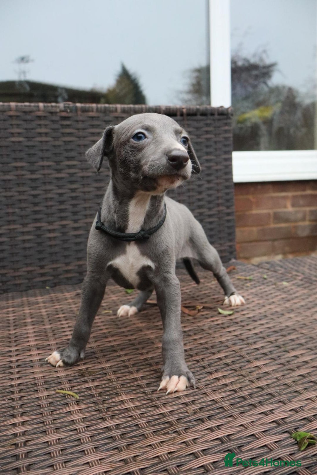 Whippet dogs for sale: KC registered Whippet pups - Advert 18