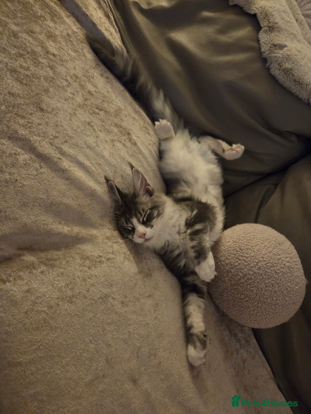 Maine Coon cats for sale: Stunning quality tica registered Mainecoon  - Image 27