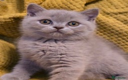 British Shorthair cats for sale: Pedigree, British Shorthair, TICA reg kittens - Image 12