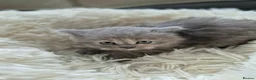 British Longhair cats for sale: BEAUTIFUL BRITISH LONGHAIR KITTENS in Runcorn - Advert 9