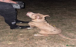 Mixed Breed dogs for sale: Brother and sister - Image 4