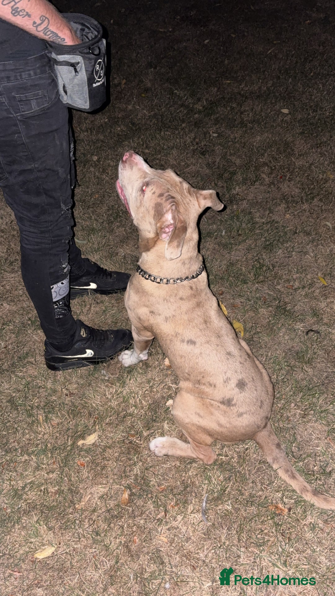 Mixed Breed dogs for sale: Brother and sister - Image 4