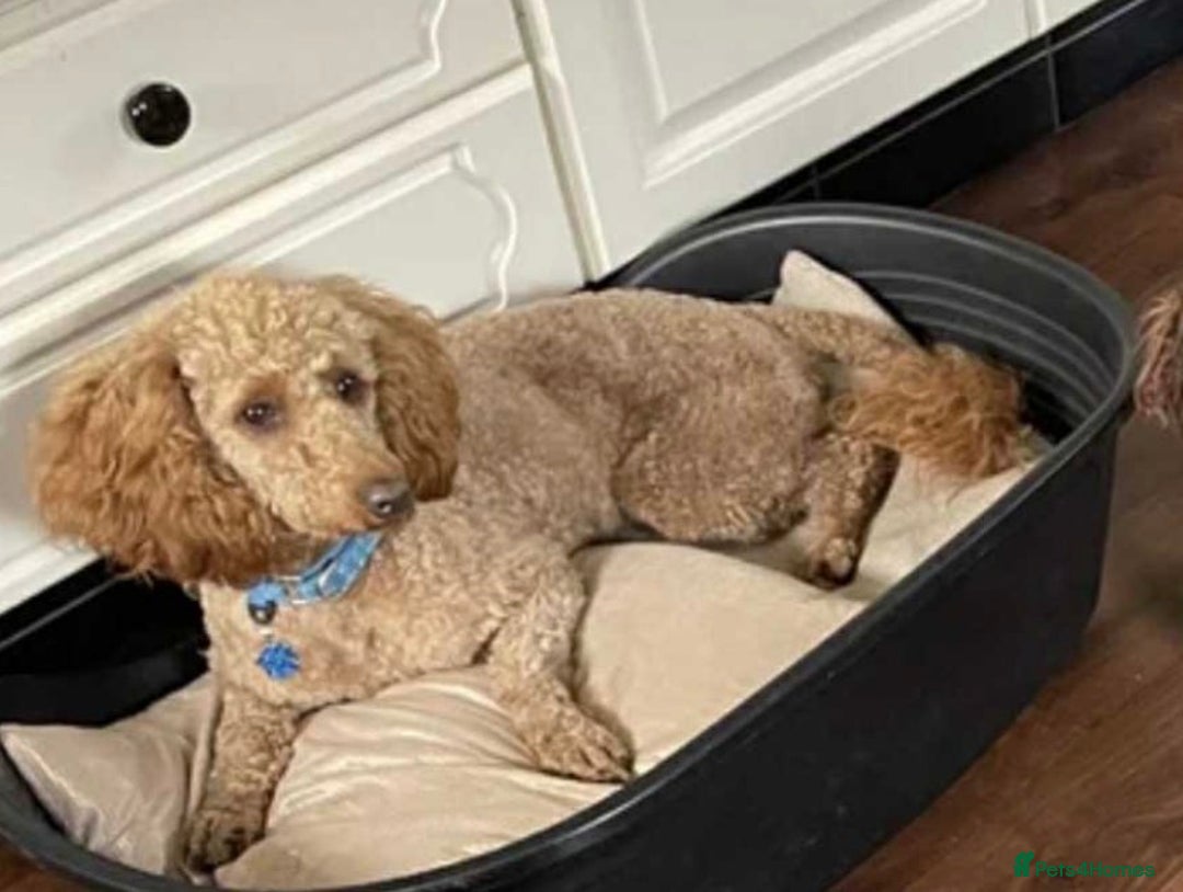 Cavapoo dogs for sale: 🐶 Beautiful Cavapoo Puppies – Ready 3rd March - Advert 11