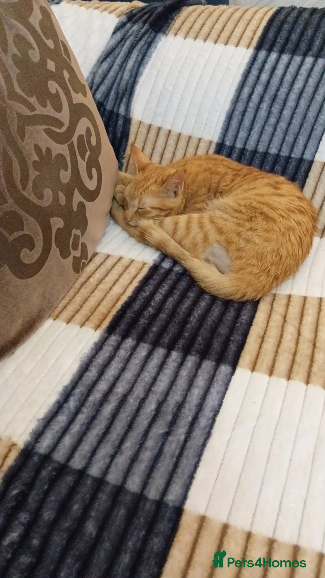 Mixed Breed cats for adoption: MARMALADE JASPER DoG FRIENDLY PAIR BONDED NEUTERED - Advert 2