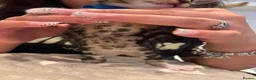 Mixed Breed cats for sale: 6 kittens 4 girls / 2 boys  in Birmingham - Advert 13