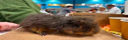 Guinea Pig rodents for sale: Minipli Boar ~ Rare Breed  - Advert 3