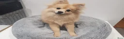 Pomeranian dogs for sale: 18 week old Pomeranian puppy - Advert 2