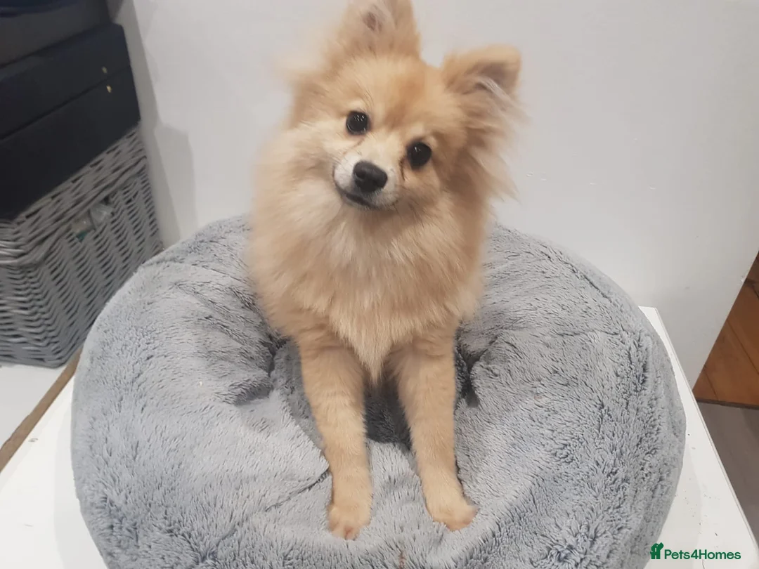 Pomeranian dogs for sale: 18 week old Pomeranian puppy - Advert 2