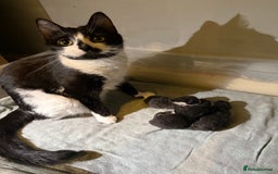 British Shorthair cats for sale: Stunning British Shorthair X Kittens  - Image 1