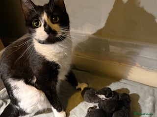 British Shorthair cats - Advert 1