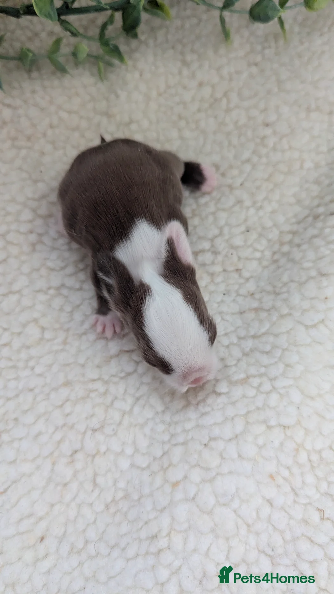 Mini Lop rabbits for sale: Mini lops in the nest  - Advert 3