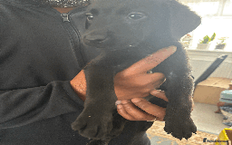 Labrador Retriever dogs for sale: Beautiful Labrador Puppies (4 boys 4 girls) in Wishaw - Image 12