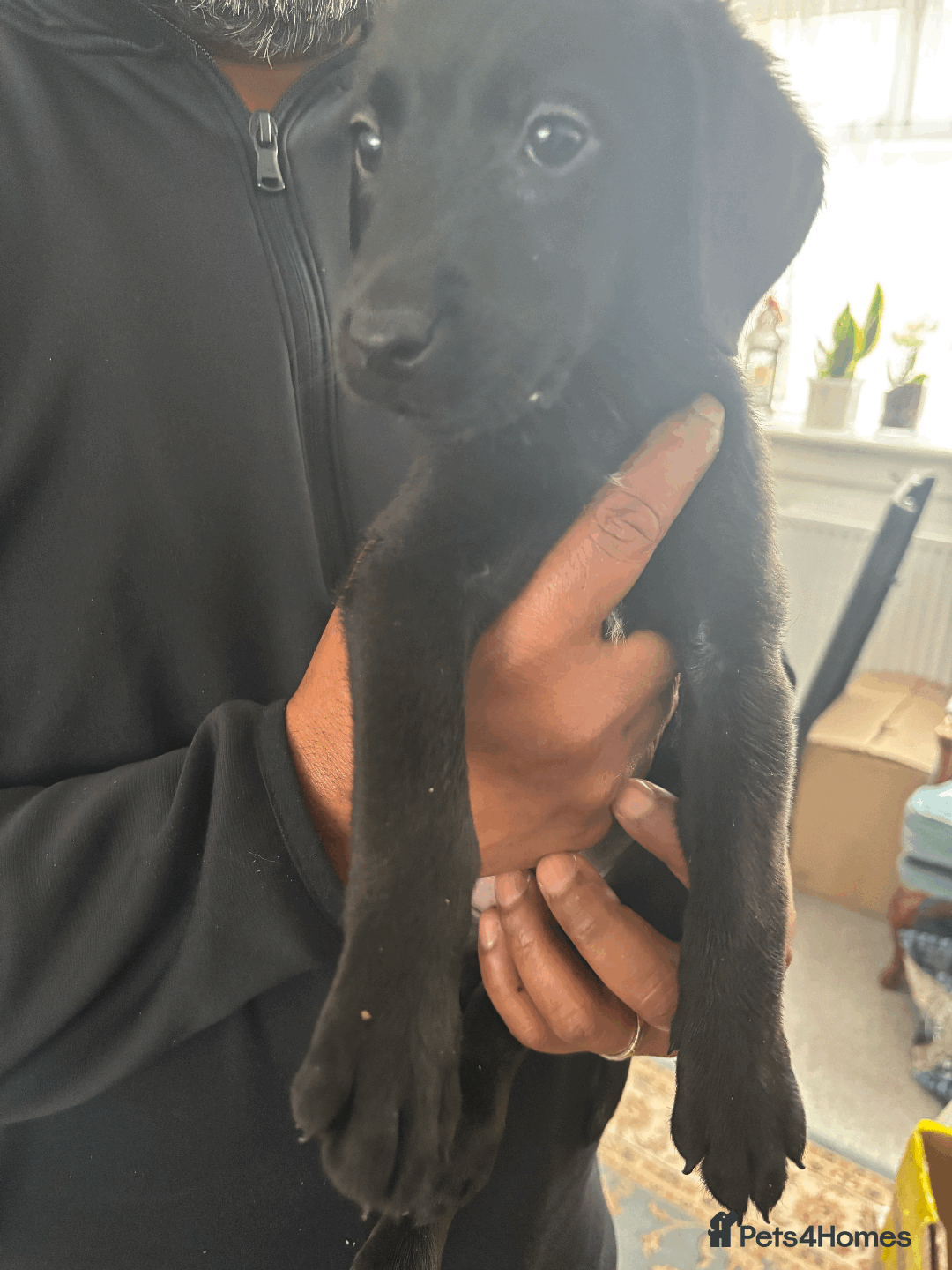 Labrador Retriever dogs for sale: Beautiful Labrador Puppies (4 boys 4 girls) in Wishaw - Image 12