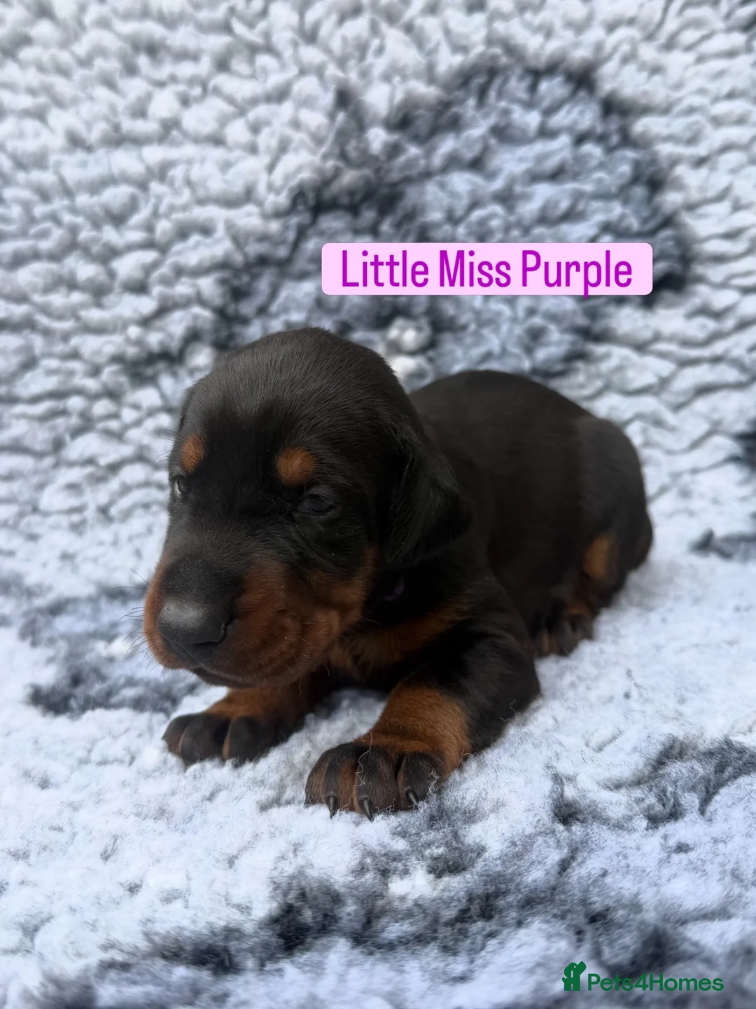 Dobermann dogs for sale: 2 girls left ❤️ Doberman Puppies - Advert 40