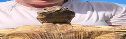 Tortoise reptiles for sale: 15 year old Sulcata Tortoise 23" - Advert 7