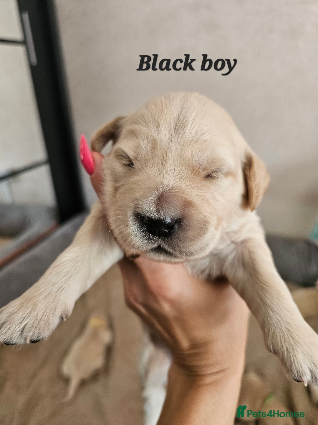 Golden Retriever dogs for sale: Lovely Golden Retriever puppies ❤️  - Image 9