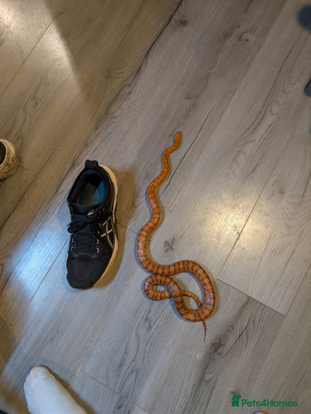Corn Snake reptiles for sale: 2 year old Corn snake and full setup - Advert 5