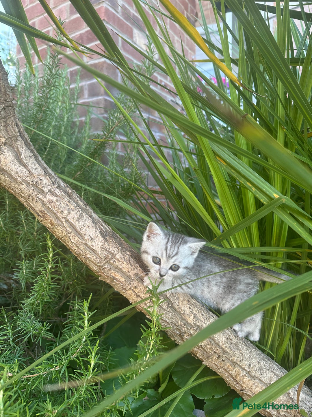 Scottish Fold cats for sale: !🆘🆘Scottish shorthair (silver chinchilla)❤️❤️❤️ - Image 14