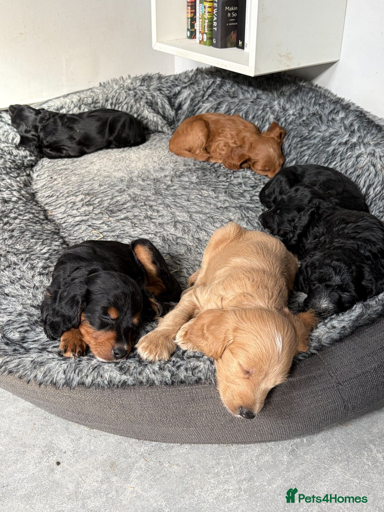 Cockapoo dogs F2 Cockapoo Puppies - Home Bred - Advert 2