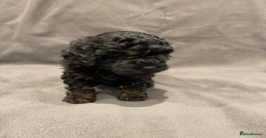 Toy Poodle dogs - Advert 8