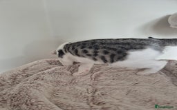 Bengal cats for sale: Male bengal cross - Image 6