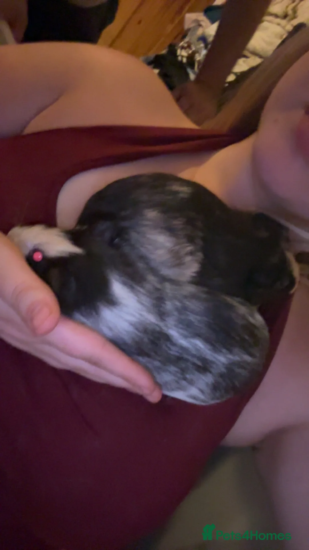 Guinea Pig rodents for sale: 2 female guinea pigs  - Advert 1