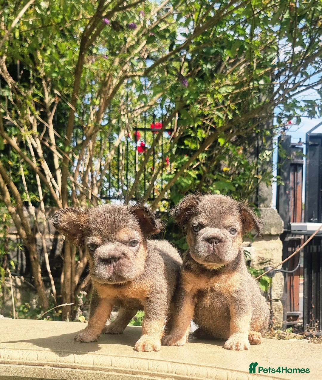 French Bulldog dogs for sale: Beautiful French bulldogs - Image 37