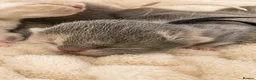 British Shorthair cats for sale: Exceptional quality British Shorthair kittens  - Advert 4
