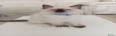 Ragdoll 1