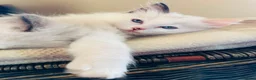 Ragdoll cats for sale: Ragdoll kittens  - Advert 21