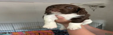 Sprocker 3