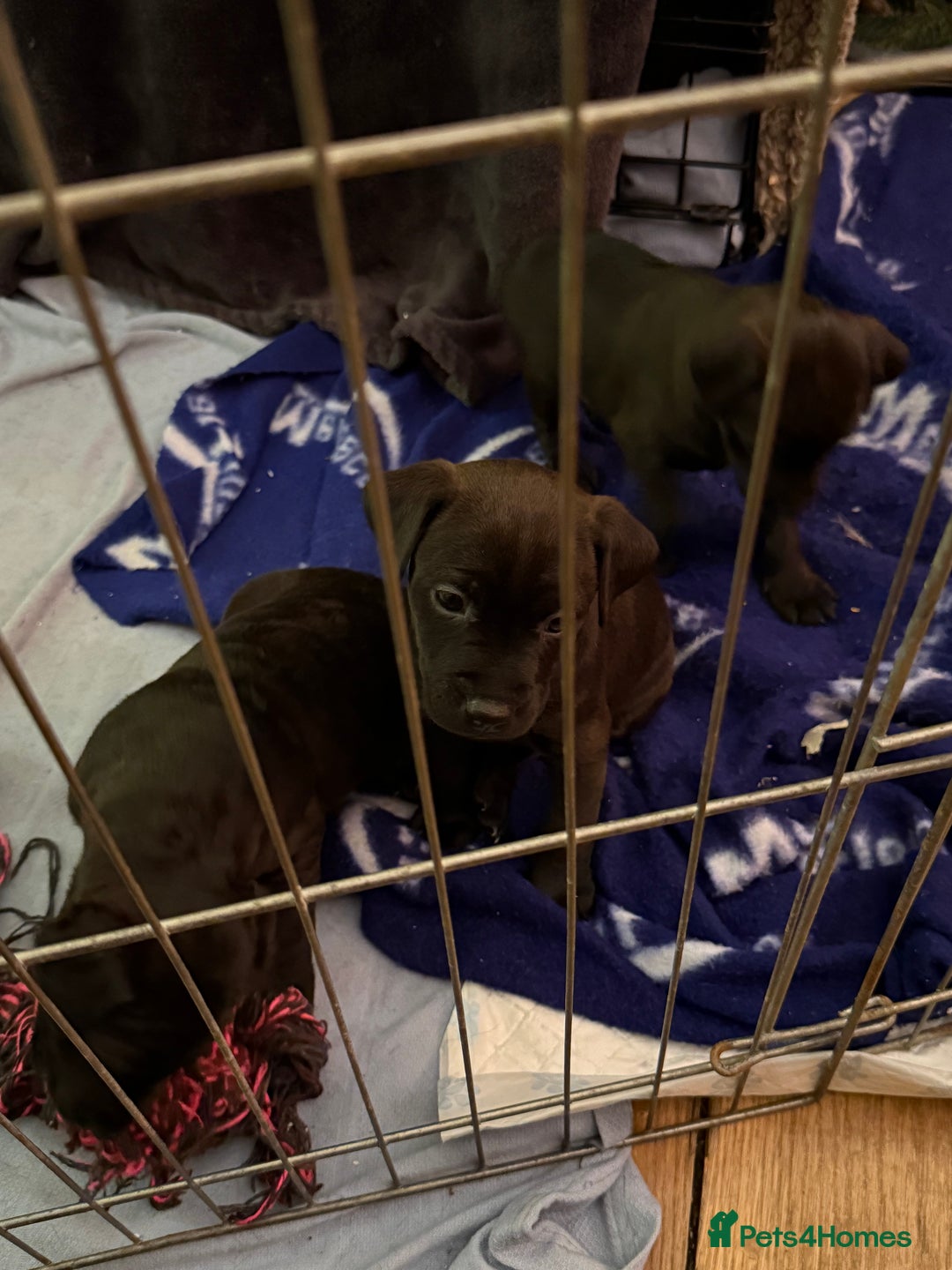 Patterdale Terrier dogs for sale: Patterdale puppies for sale. - Advert 3