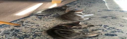 Mixed Breed cats for sale: Ready to leave: 10 week old-Tabby kittens  - Advert 4