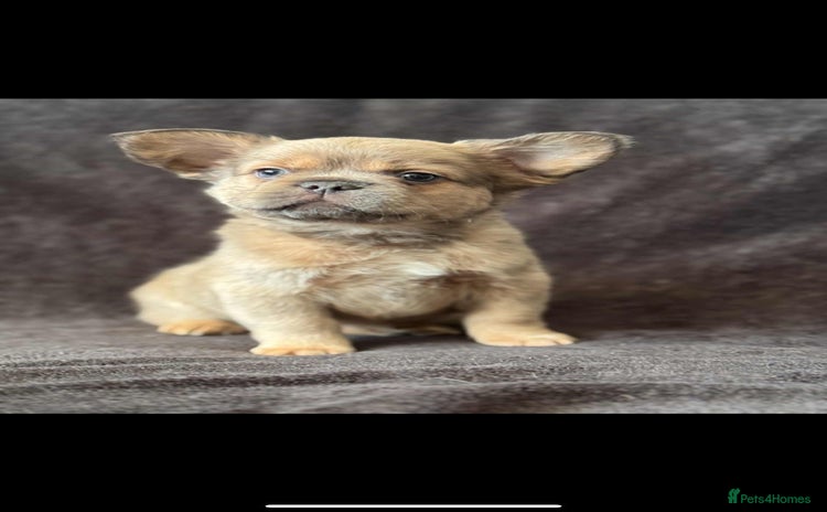 French Bulldog dogs Beautiful French bulldog puppies 💙💙🩷🩷 - Advert 15