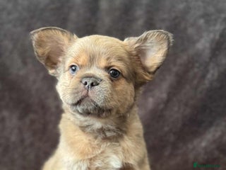 French Bulldog dogs Beautiful French bulldog puppies 💙💙🩷🩷 - Advert 17