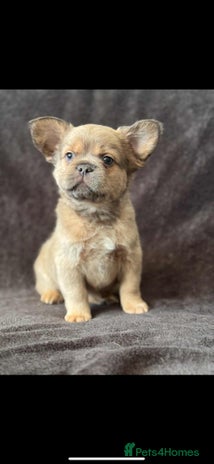 French Bulldog dogs Beautiful French bulldog puppies 💙💙🩷🩷 - Advert 15