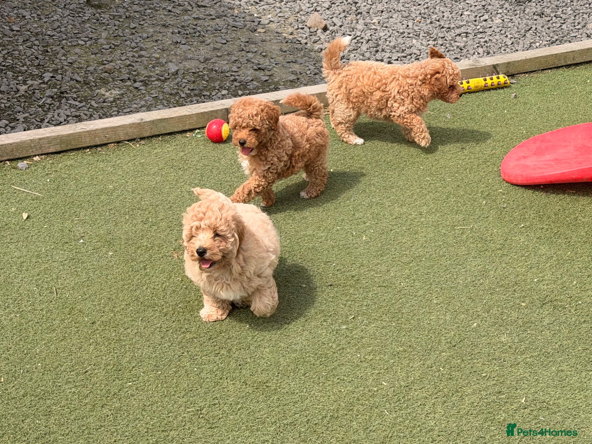 Poochon dogs 🌸 Poochon Girls Available Now 🌸 - Advert 1