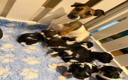 Mixed Breed dogs for sale: Beautiful CavaJacks 🖤 - Image 9