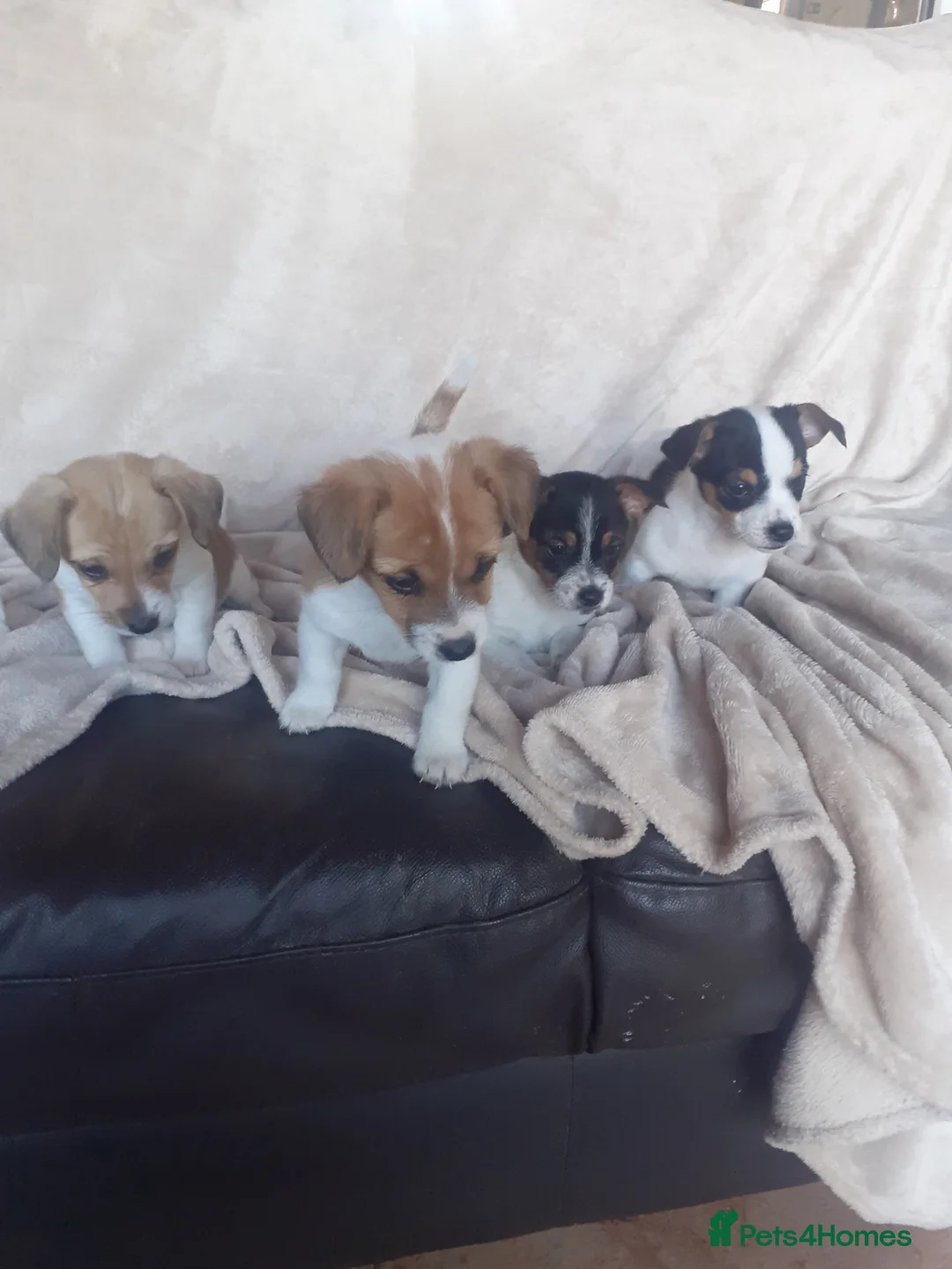 Jack Russell dogs for sale: Jack Russell  - Advert 2