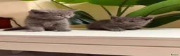 British Shorthair cats for sale: Gorgeous British short hair  in London - Advert 3