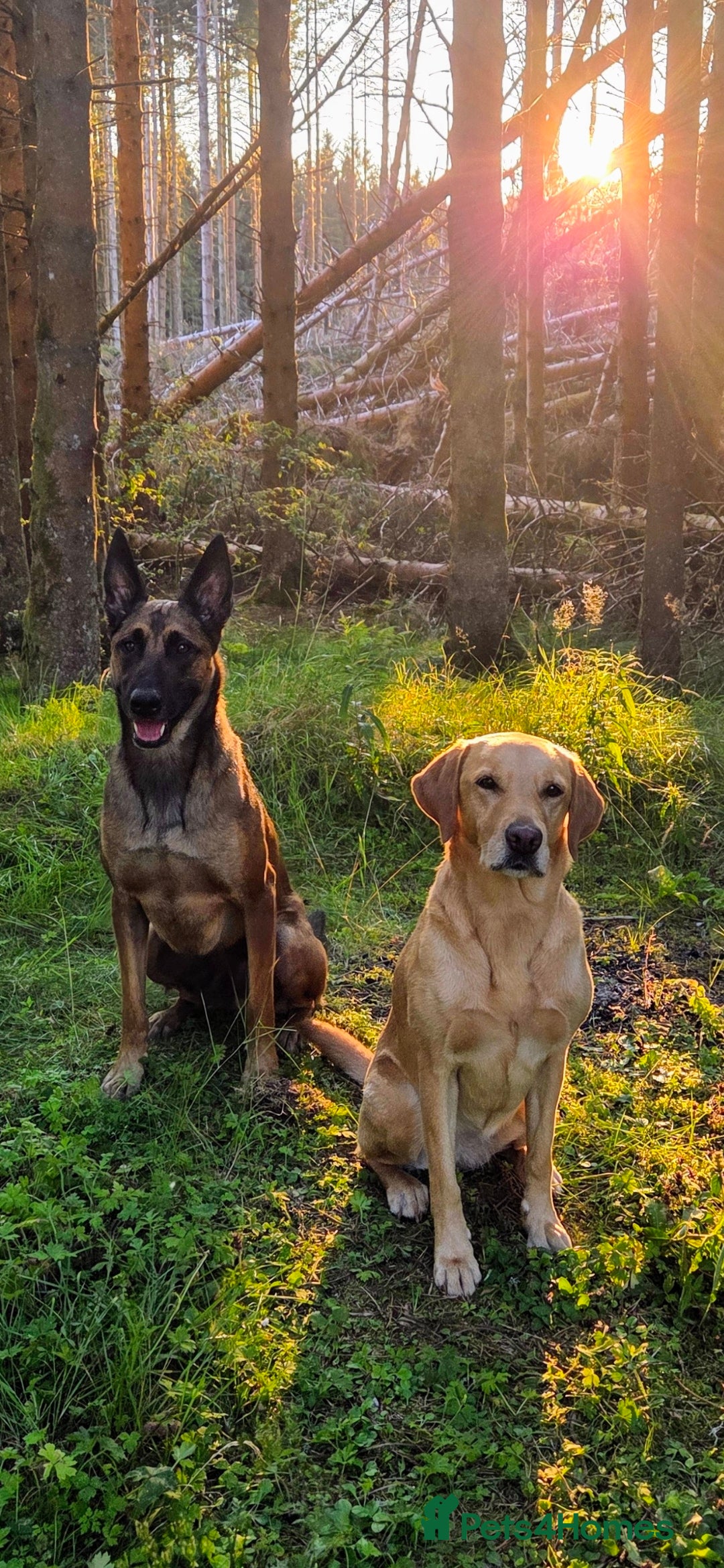Belgian Shepherd Dog dogs for sale: Belgian Malinois For Sale - Image 14