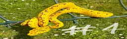 Snake reptiles for sale: UKCBB Green Tree Pythons - Advert 2