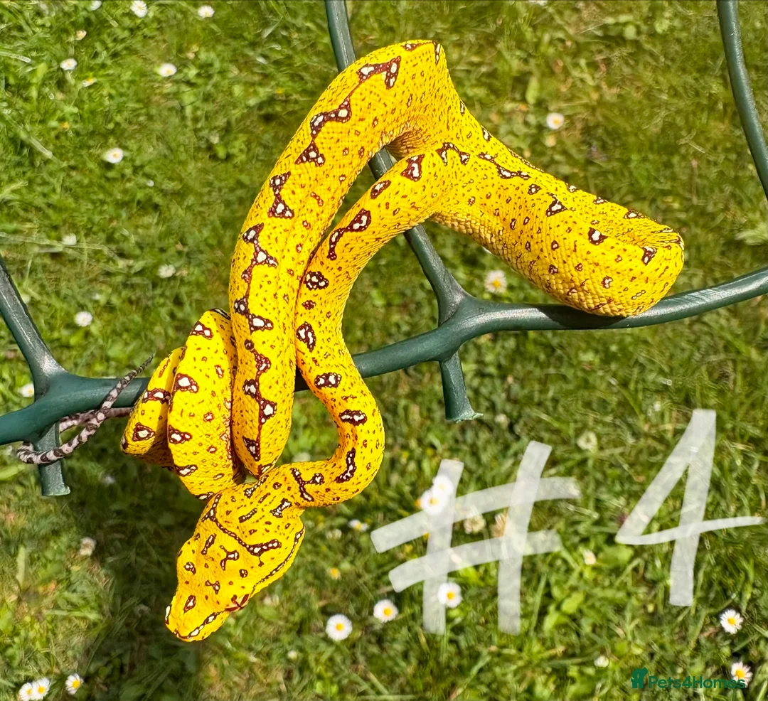 Snake reptiles for sale: UKCBB Green Tree Pythons - Advert 2