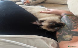 Ragdoll cats for sale: Gorgeous SealPoint Ragdoll Looking for Loving Home - Image 10