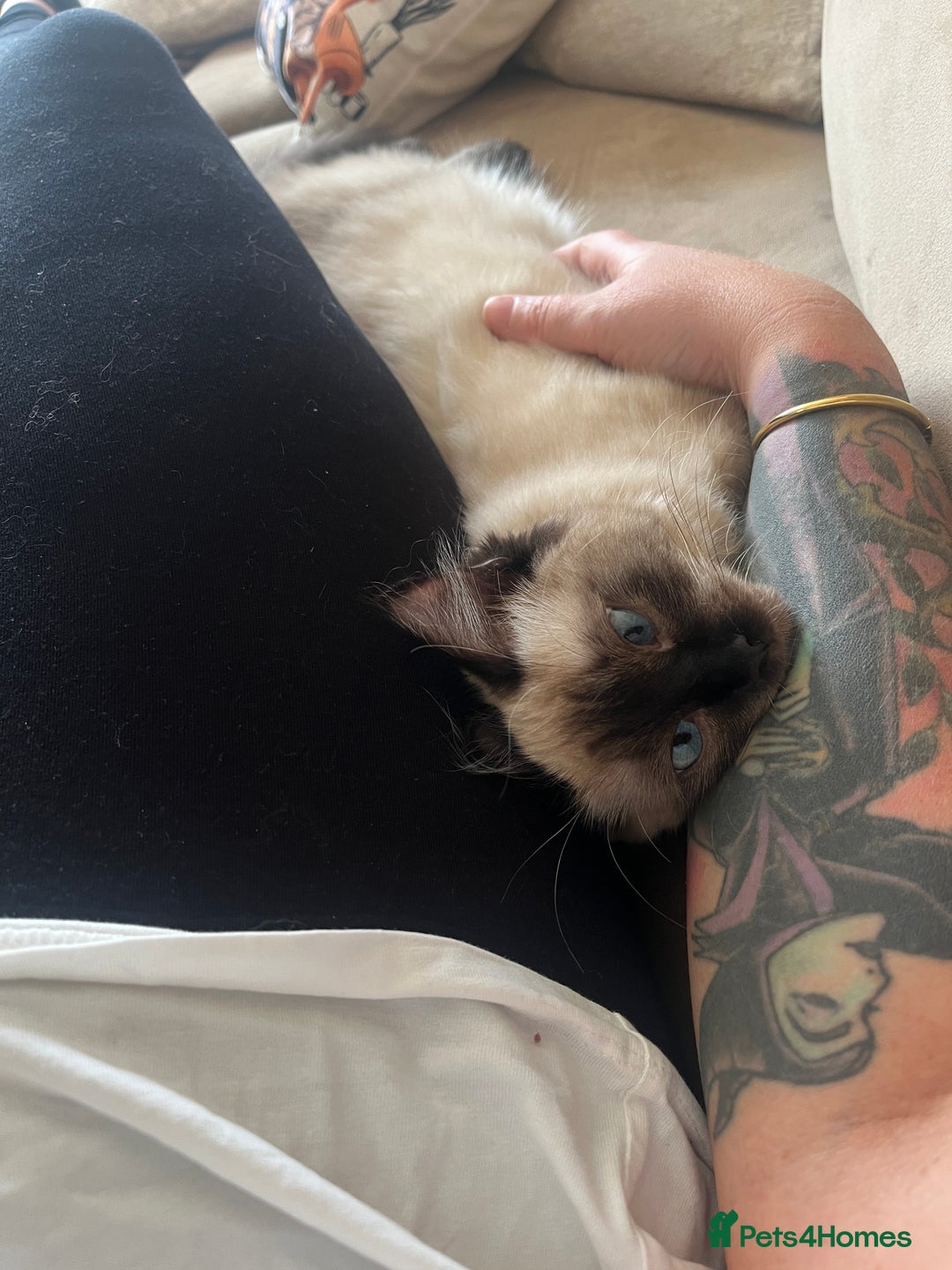 Ragdoll cats for sale: Gorgeous SealPoint Ragdoll Looking for Loving Home - Image 10