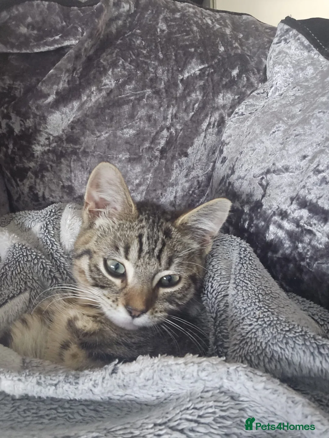 Bengal cats for sale: Male kitten in Havant - Advert 2
