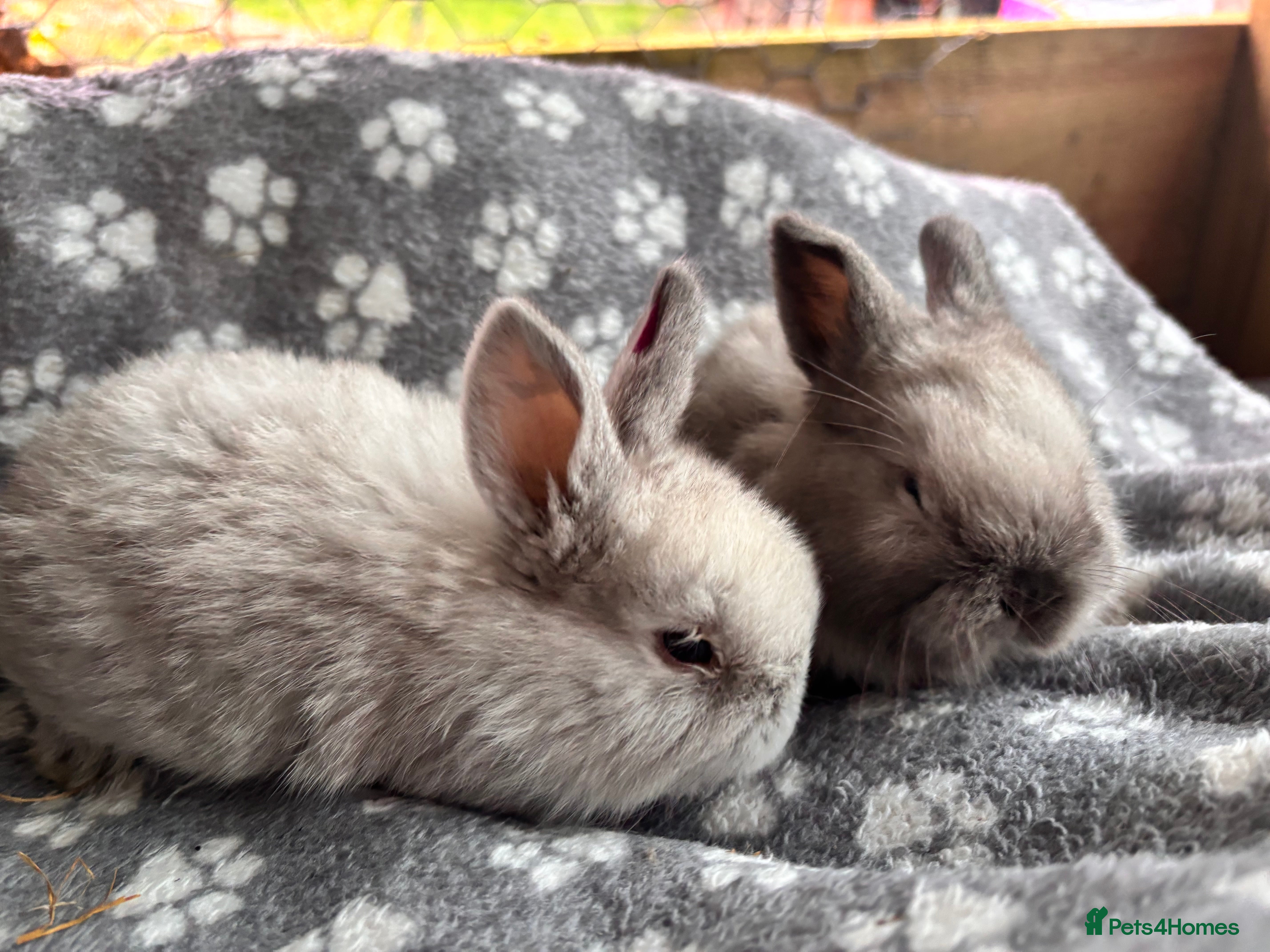 Mixed Breed rabbits 2 baby Sandellers x Holland lops  - Advert 6