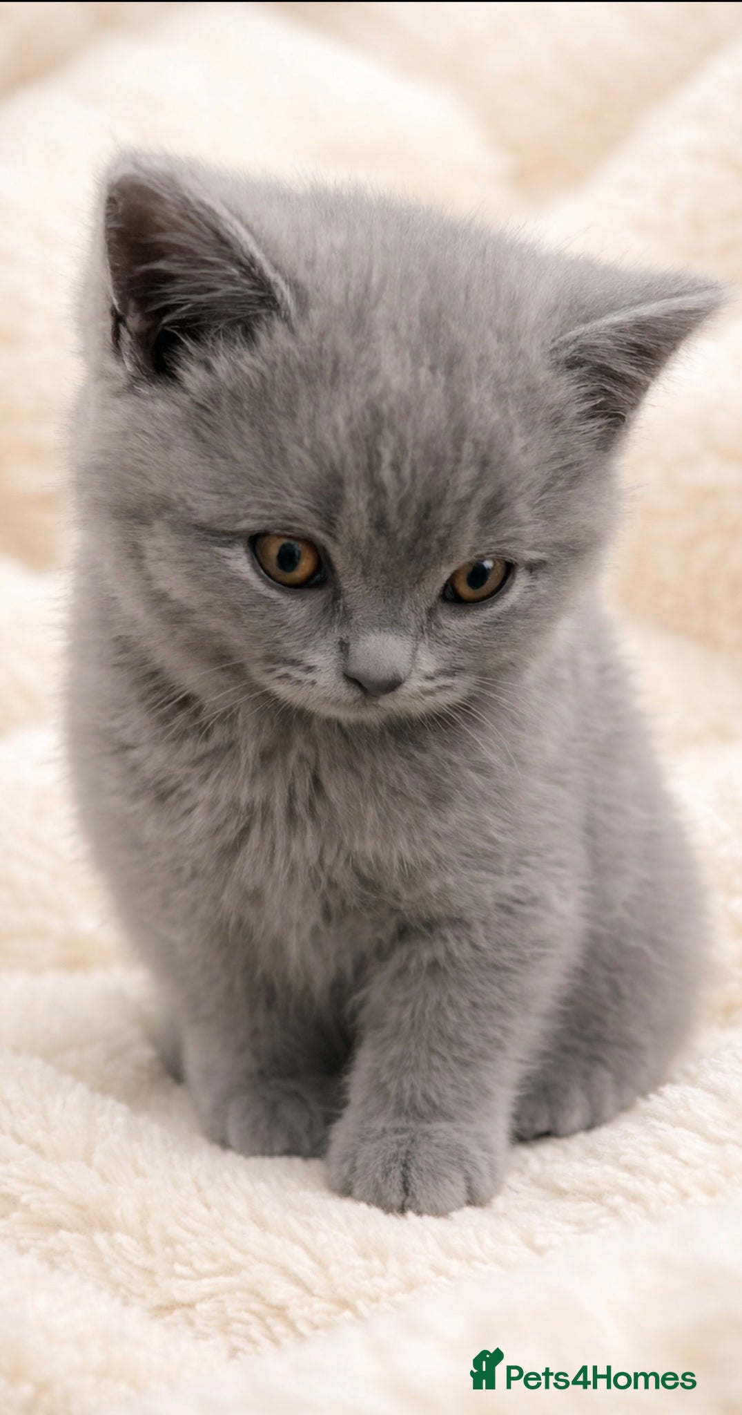 British Shorthair cats 🏆CHAMPION BLOODLINES🏆blue British Shorthair  - Advert 5